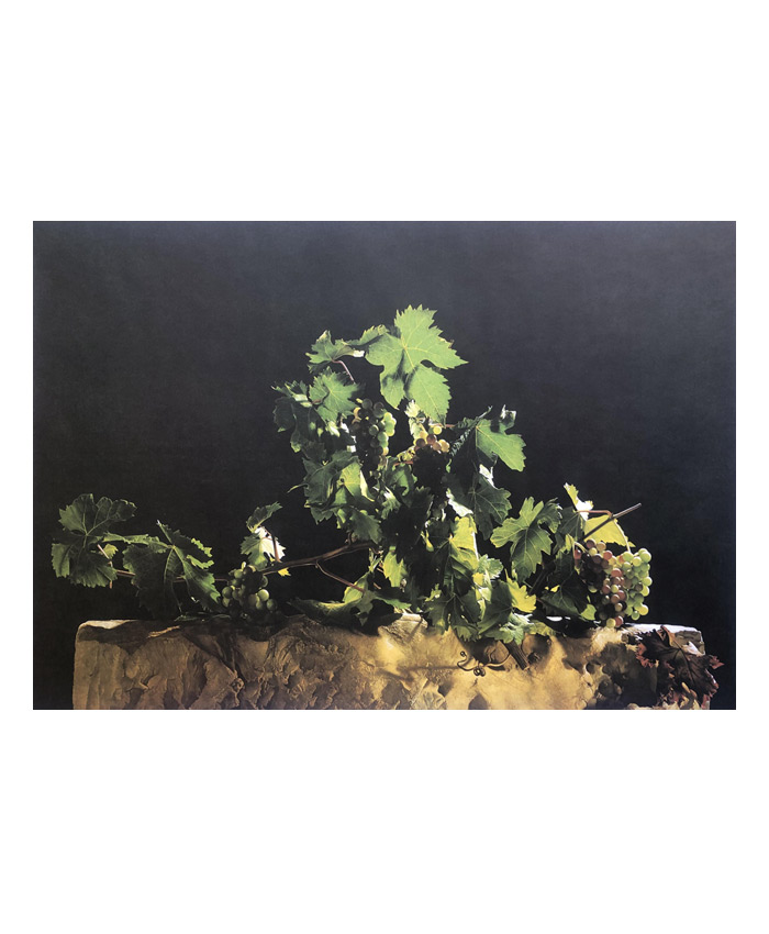 Luciano-Ventrone-Grafica-Natura-Morta-g