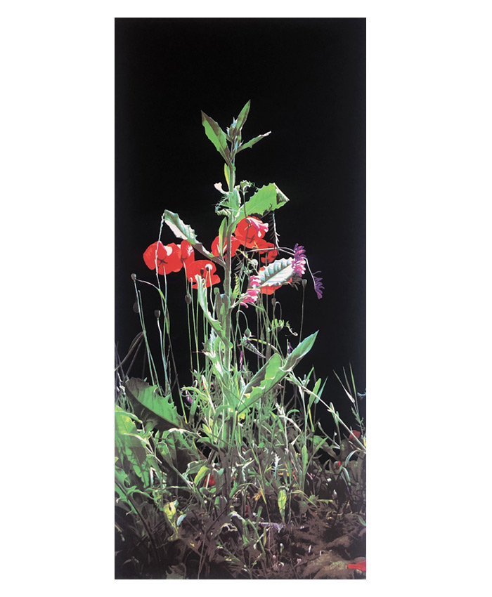 Luciano-Ventrone-Grafica-Natura-Morta-i